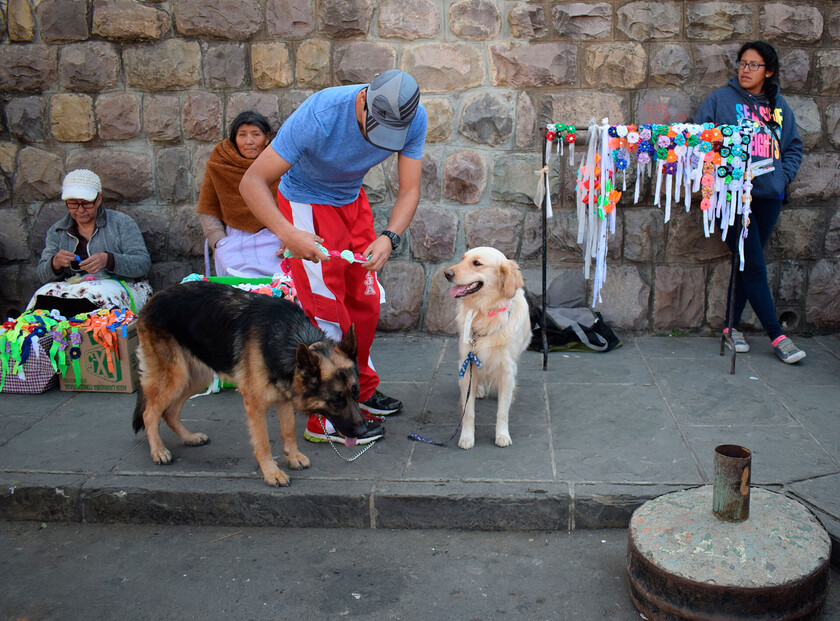 Día del Perro (3)