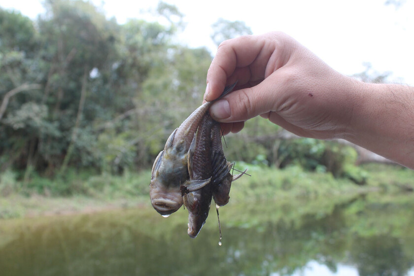 PECES MUERTOS TARQIUIA TARIJA