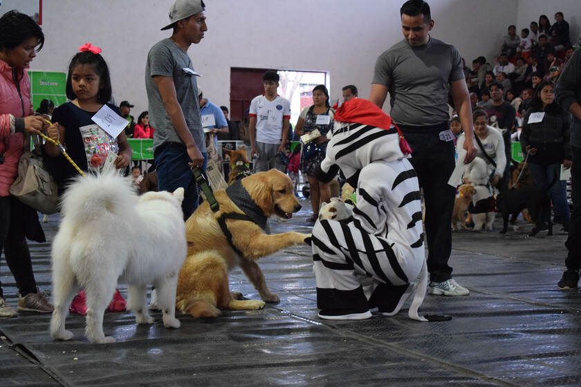Día del Perro (5)
