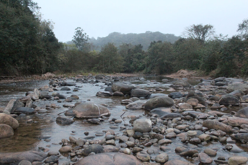 TARIQUIA TARIJA