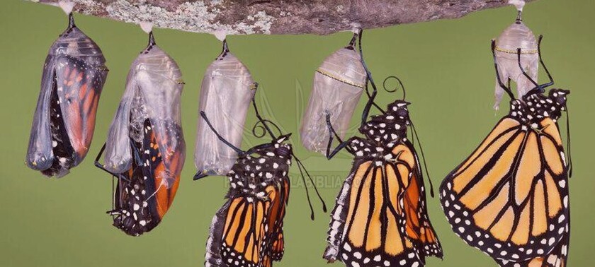 maripoza