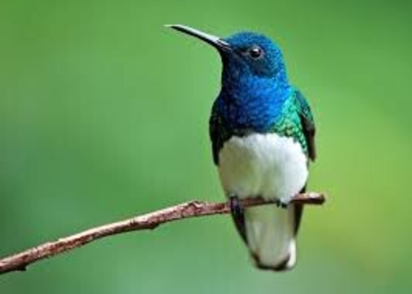 Pájaro