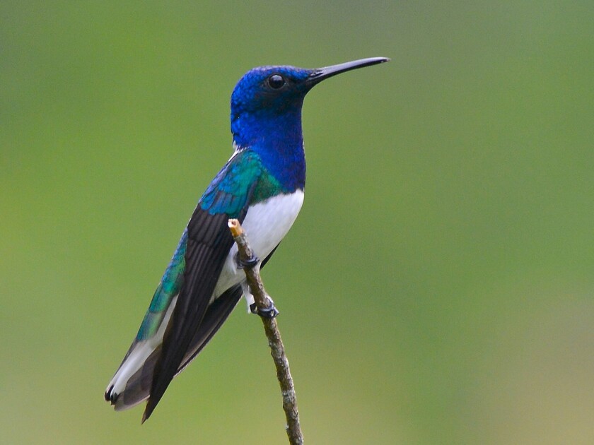 pájaro 2