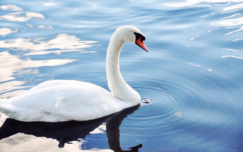 cisne