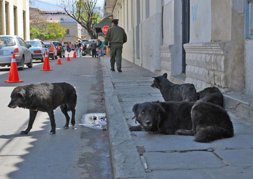 tema