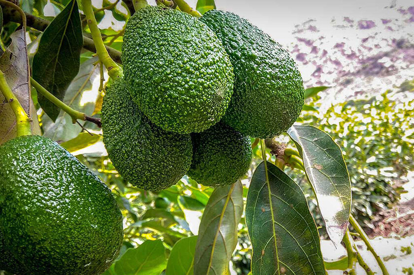 PALTA