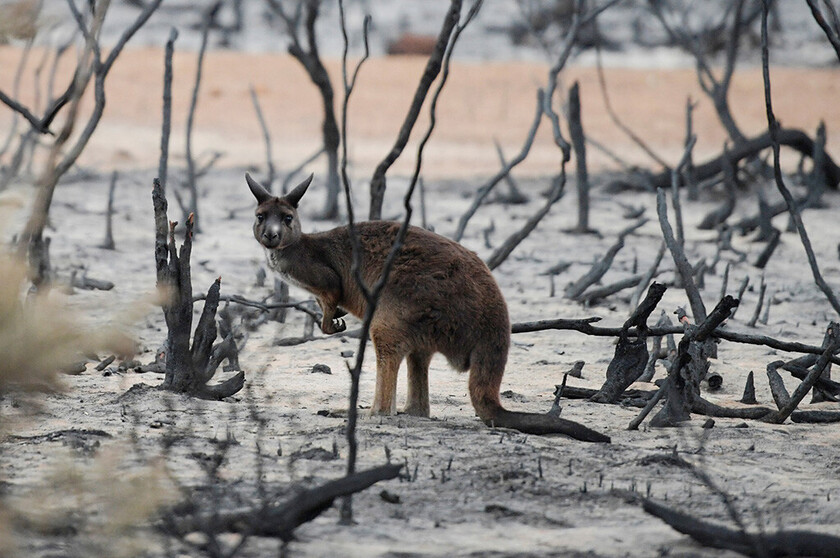 A wallaby is seen on in burnt bushland on Kangaroo Island