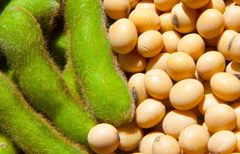 SOYA