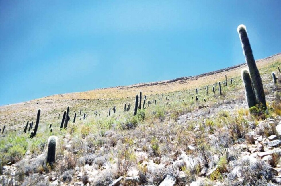 El escondido reino de los cactus gigantes en Tarija