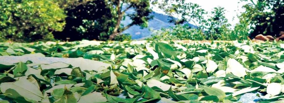 Nueva ley favorece a la “élite  cocalera” de Chapare y Yungas