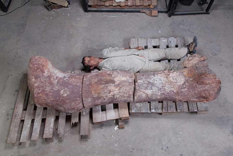 El mayor dinosaurio de la historia habitó Argentina