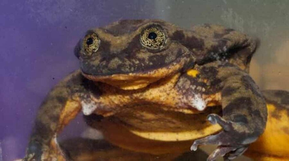 Romeo busca a Julieta, el amor anfibio que cautiva al mundo