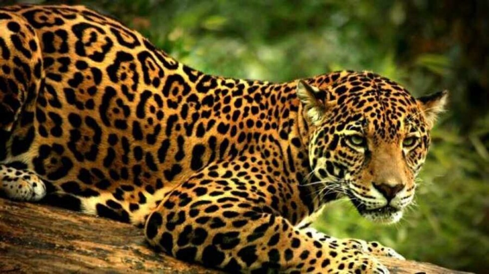 ONU advierte sobre felinos en peligro de extinción