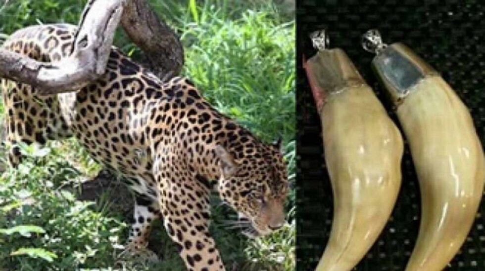 El largo viaje del colmillo de jaguar de Bolivia hasta China