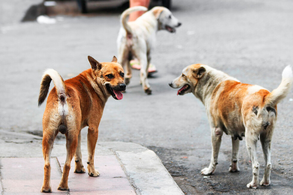 Perros callejeros ¿quién debe asumir la responsabilidad?