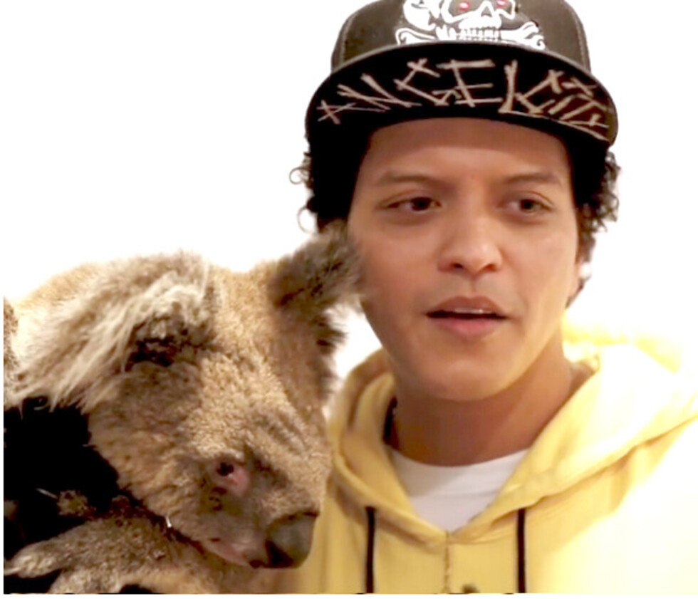 Bruno se hace al galán junto a un Koala