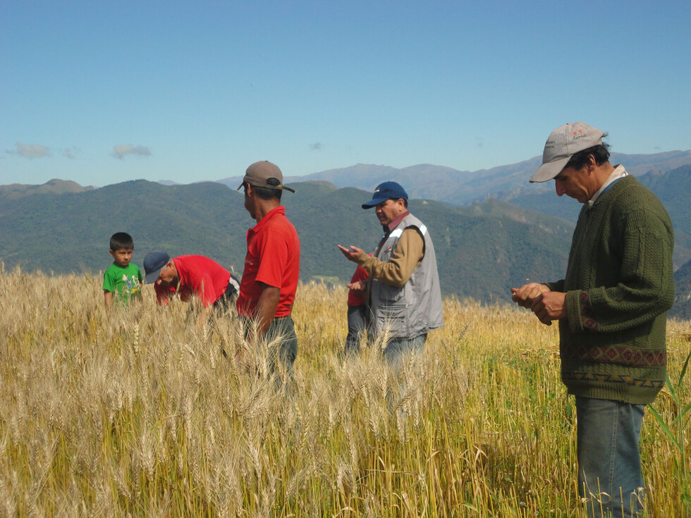 Emapa pagará $us 300 por tonelada de trigo a los productores