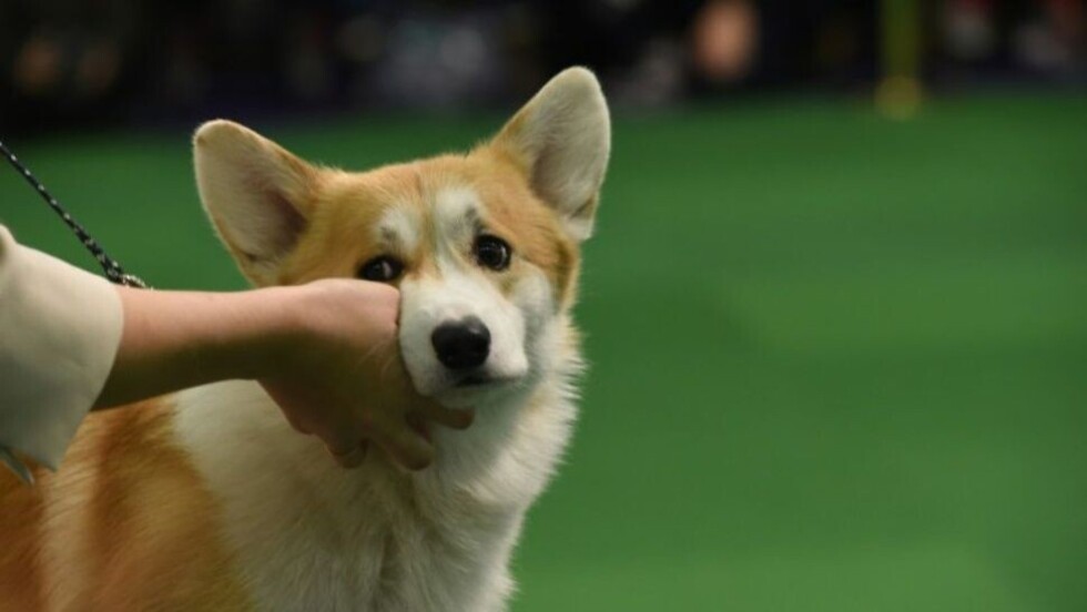 Coreano mató al perro del vecino y lo cocinó