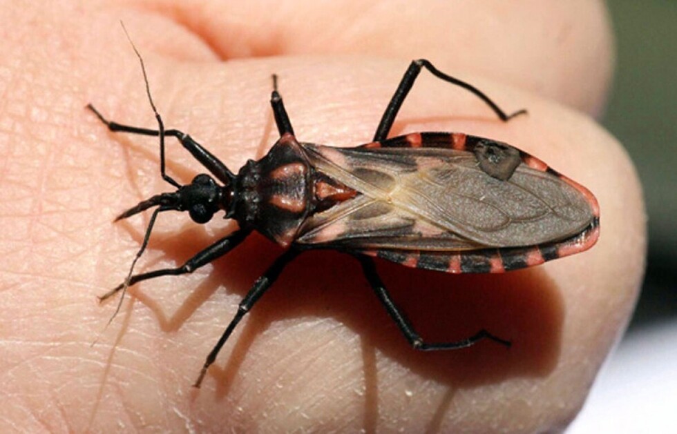 Chagas redujo de 55% en 1999 a 1,8% en el 2018
