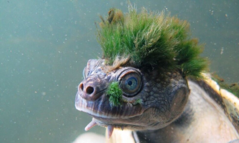 Asombro por tortuga que respira por el ano