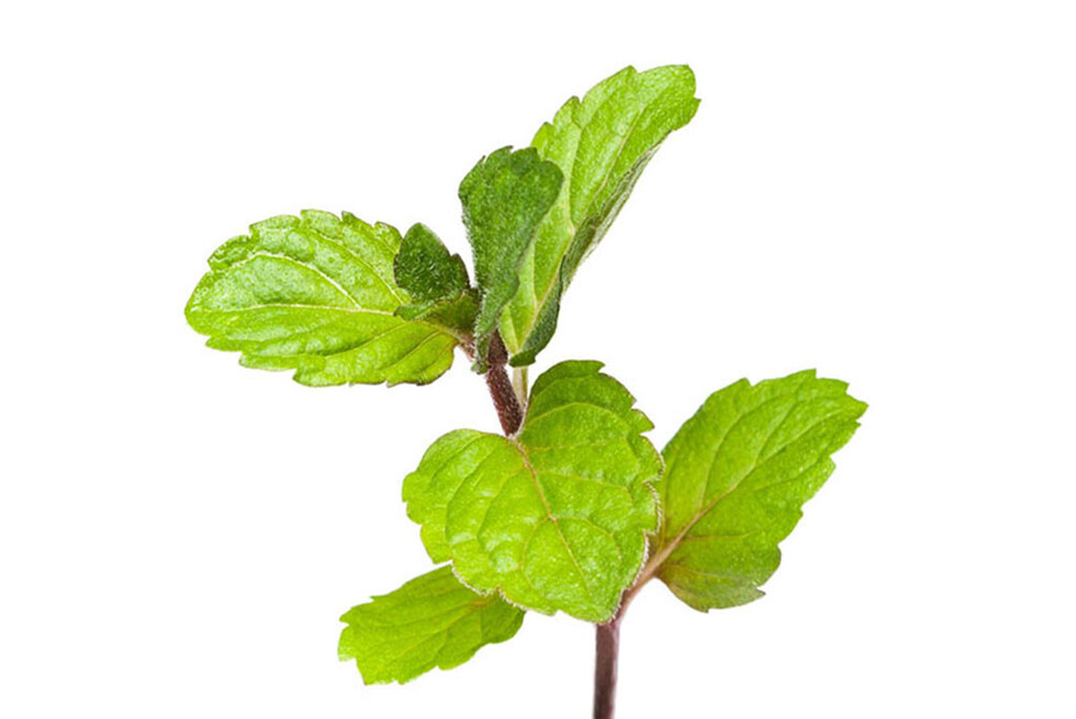 Beneficios de la menta