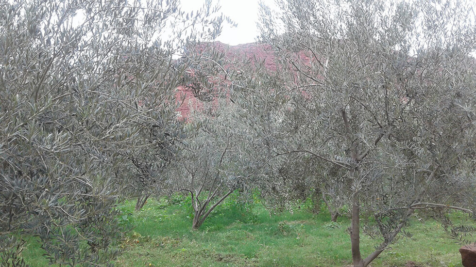 Los olivos en una finca de Villa Abecia