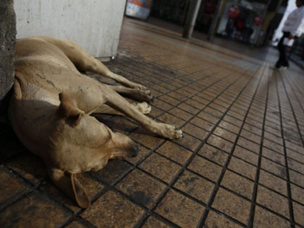 Aprehenden a un sujeto por violar a un perro
