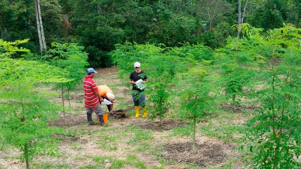La moringa, el árbol “milagroso” de moda