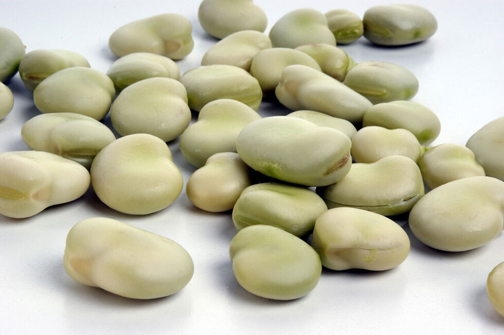 Habas y salud  intestinal