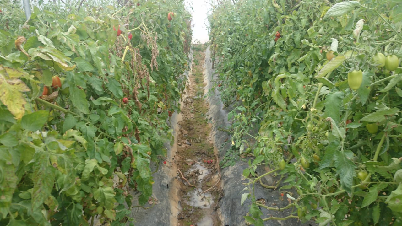 En Pampa Redonda aplican  proyecto de invernaderos