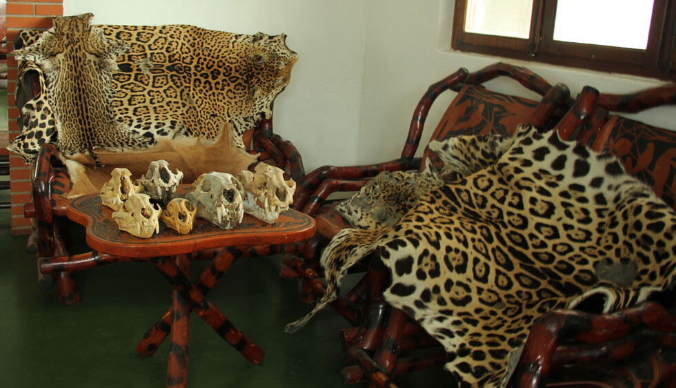 Tráfico ilegal de fauna silvestre, el negocio que nunca acaba