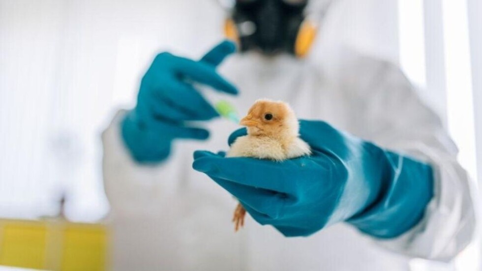 Horror: científicos cruzan humanos con pollos