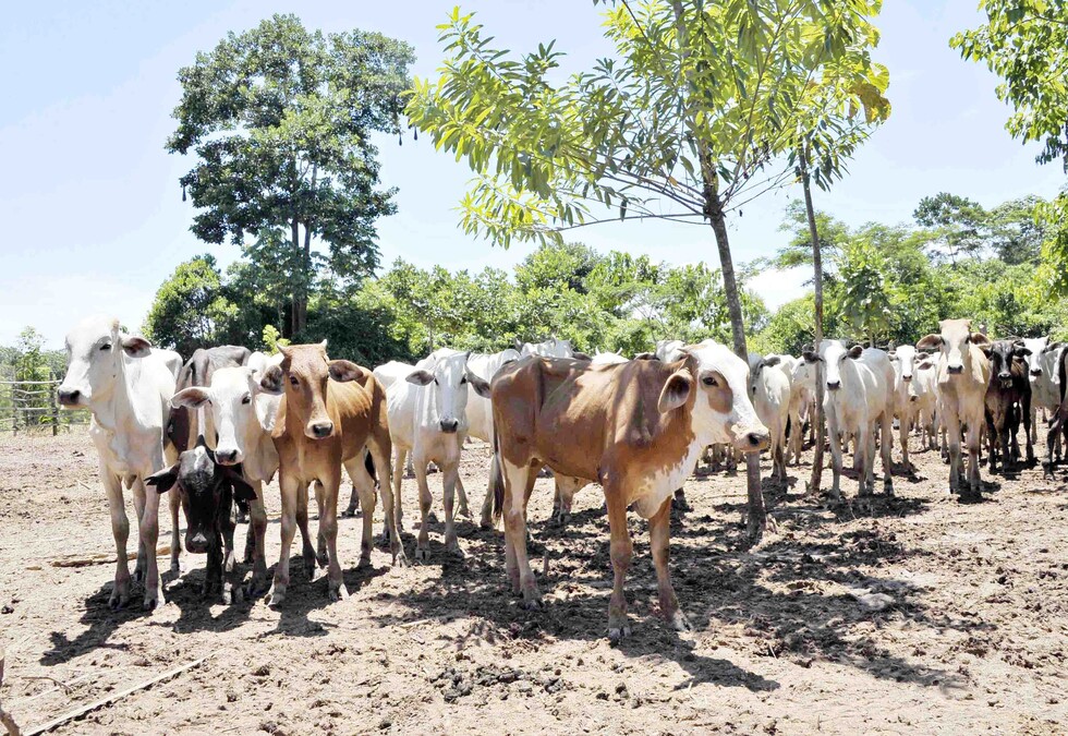 Ganaderos logran acuerdo comercial con Paraguay