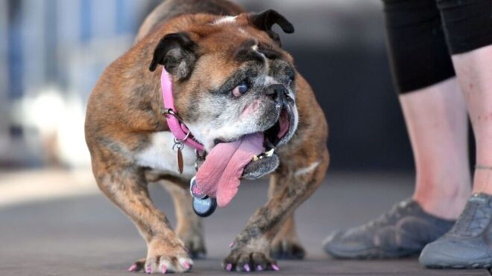 Un bulldog es el “perro más feo del mundo”