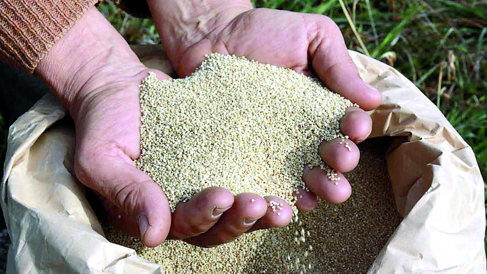 Quinua, un superalimento a tu alcance