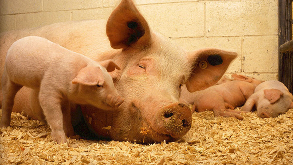 FOTOS, VIDEO: Nace en China un cerdo mutante con 'cara humana'