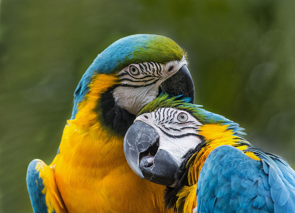 Inicia campaña contra la caza de fauna silvestre