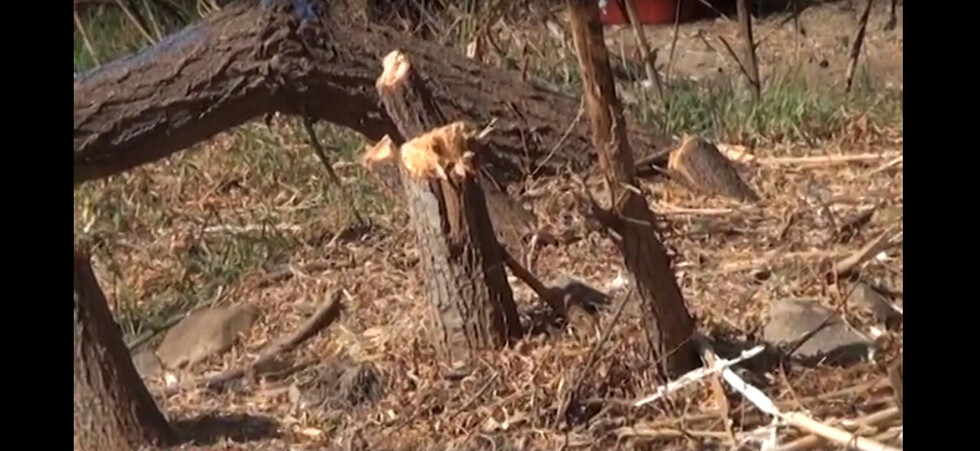 Municipio asegura contar con autorización para tala de árboles en río Guadalquivir