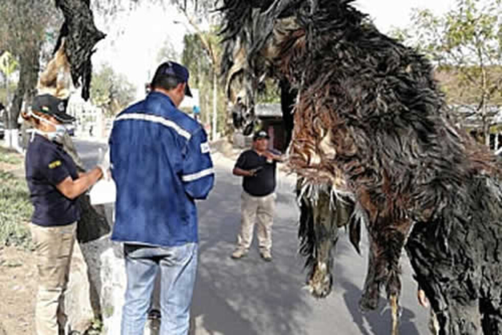 Cuelgan cueros de perros en árboles e investigan biocidio