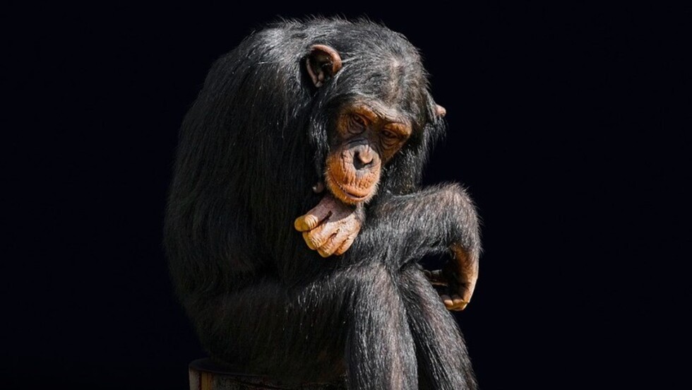 Los científicos destruyen uno de los mitos de la evolución humana