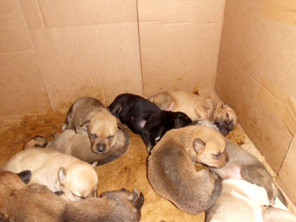 Abandonaron 14 cachorros y la Policía  los rescató