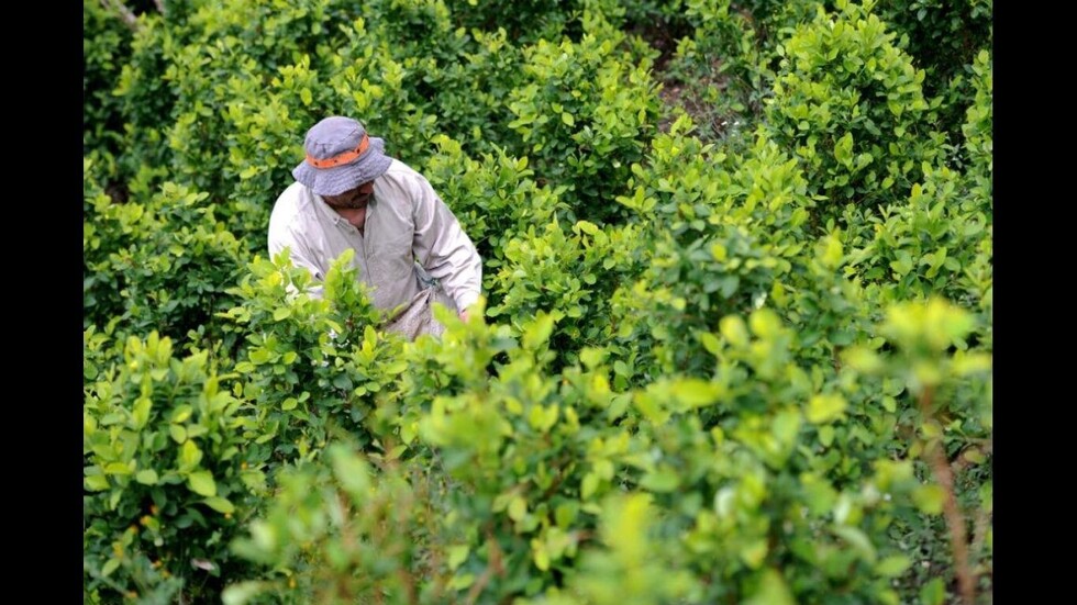 Gobierno encontró desde coca hasta pozas de maceración en el Polígono 7 del Tipnis