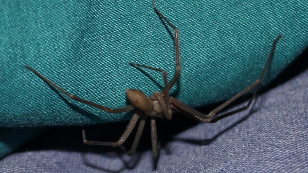 La ‘araña violinista’ mata a un bebé en México