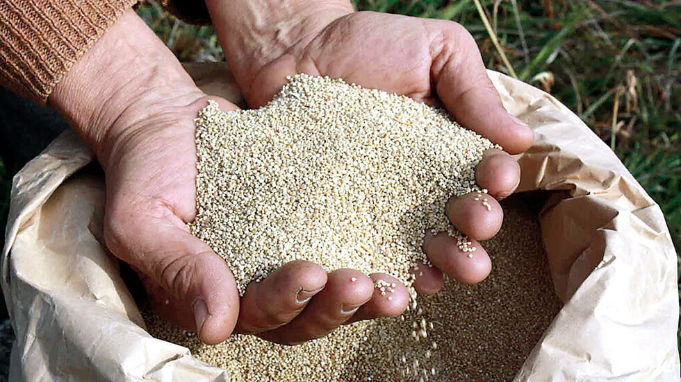 La quinua,  superalimento a tu alcance