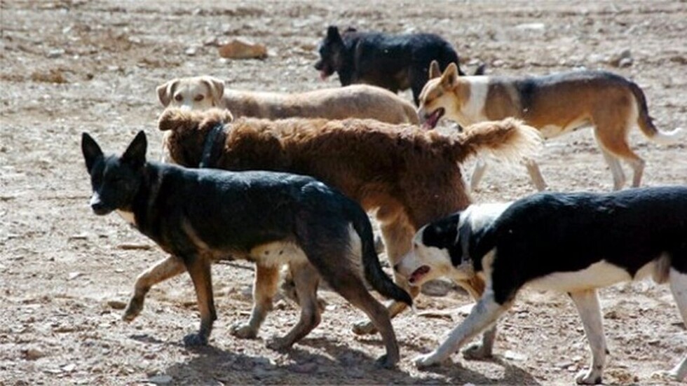 Una jauría de perros ataca a joven de 20 años