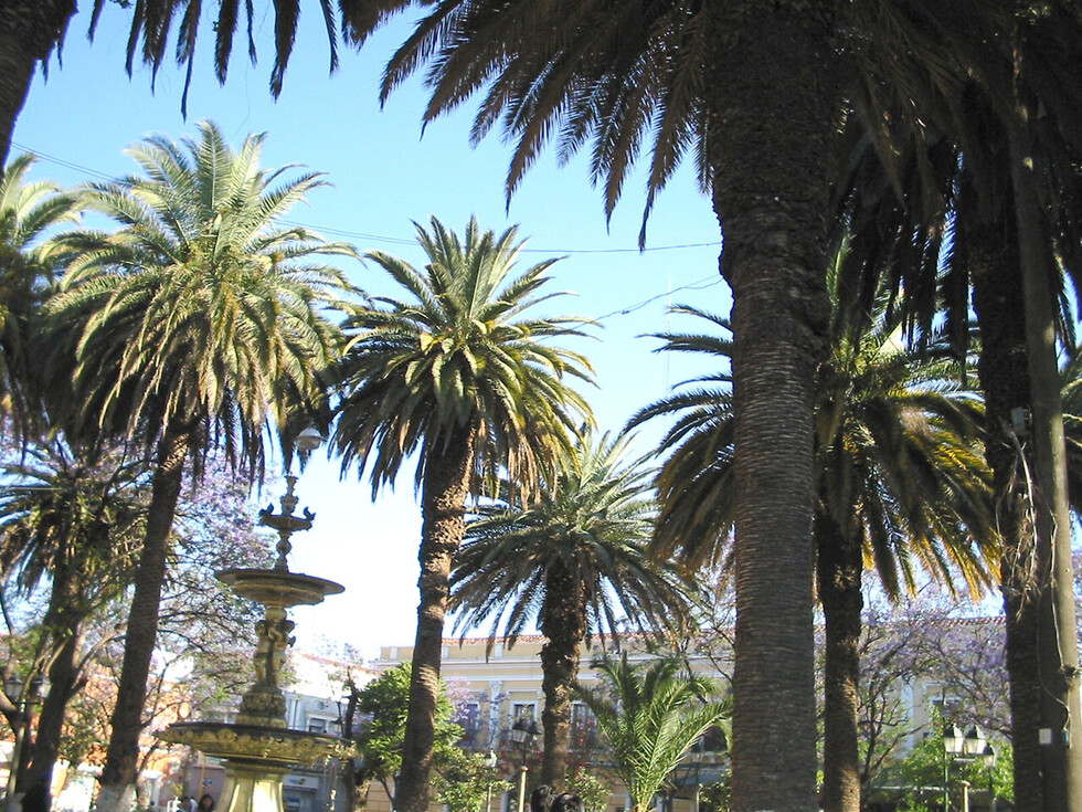 Las palmeras de la plaza Luis de Fuentes
