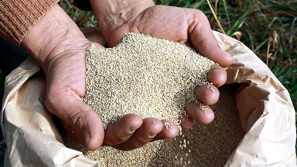 Los secretos de la quinoa
