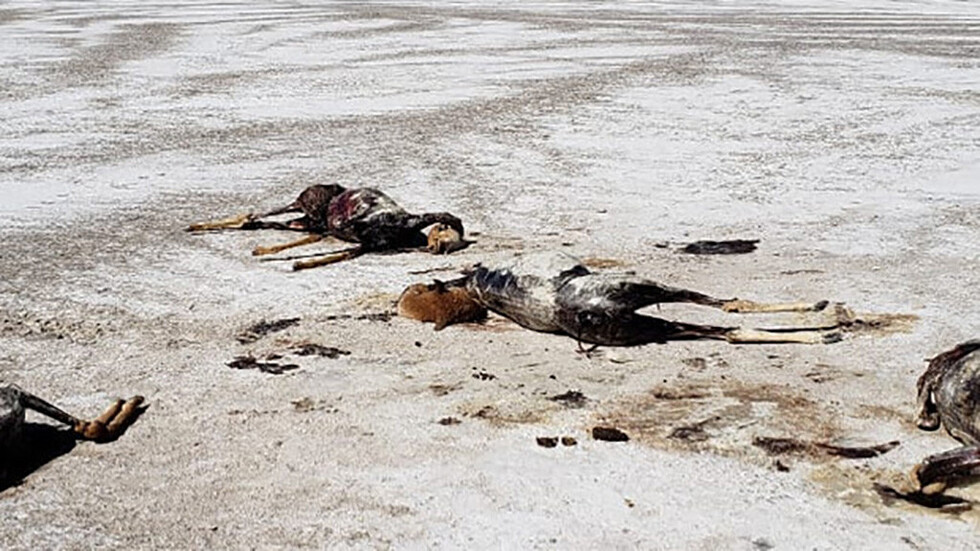 Comunarios hallan vicuñas desolladas en Nor Lípez