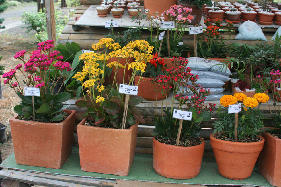 Escuela San Alberto abre vivero forestal