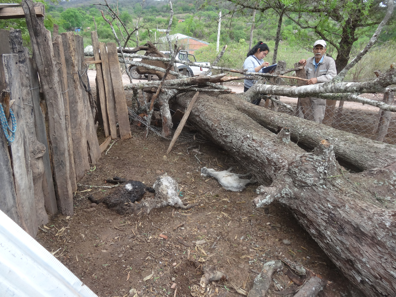 Lluvia y granizo dejó afectadas a 37 familias en el municipio de Carapari.
